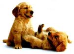 Λοιμώδης Ηπατίτις - Σκυλιά