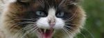 Η λύσσα και οι νομοθετικές διατάξεις για την καραντίνα (γάτες)