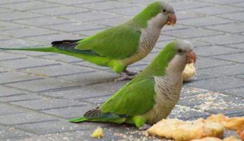 Πρόγραμμα διατροφής για μικρότερους παπαγάλους