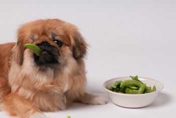 Η διατροφή του σκύλου σας