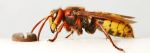 Σφήκα - υμενόπτερο έντομο