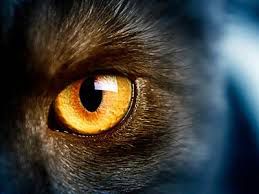 Τα μάτια της γάτας
