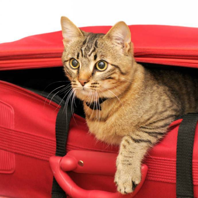 Οι γάτες και τα ταξίδια