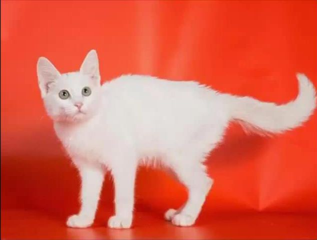 Άσπρη με παράταιρα μάτια γάτα