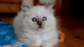 Μπλε - κρεμ γάτα
