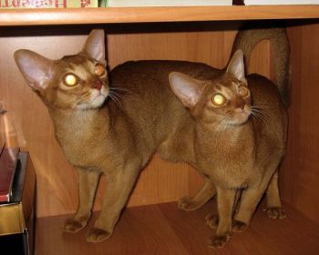 Λιλά, κόκκινη και πιτσιλωτή Μπούρμας - γάτα