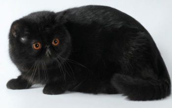 Μακρότριχες γάτες (Περσικές) - Μαύρη