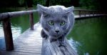 Η ρώσικη μπλε γάτα