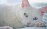 Άσπρη ξενική γάτα