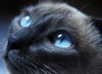 Γάτα με μπλε τρίχωμα