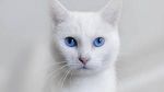 Άσπρη με γαλανά μάτια γάτα