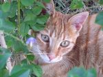 Ραβδωτή γάτα - Mackerel