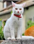 Άσπρη με πορτοκαλιά μάτια γάτα