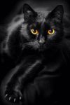 Μαύρη γάτα