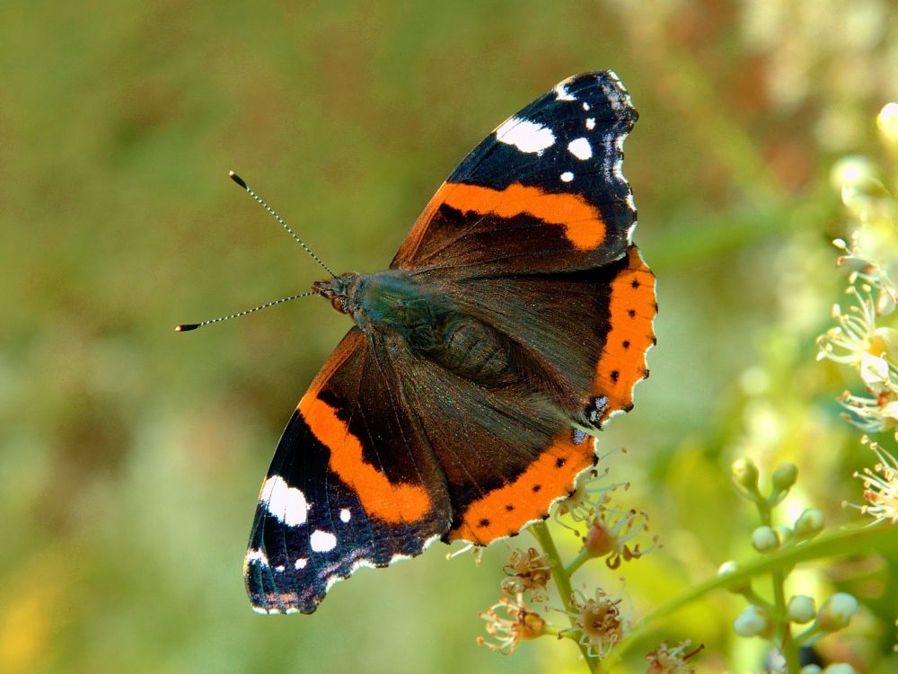 Vanessa Atalanta