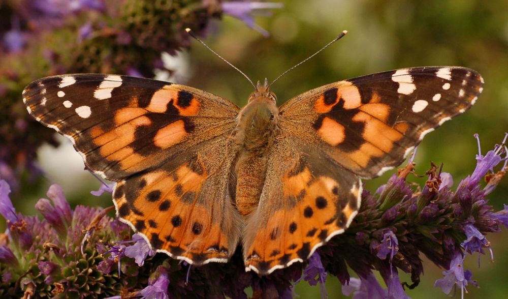 Vanessa Cardui