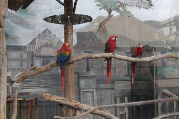 Οι παπαγάλοι στο μεγάλο κλουβί δωματίου