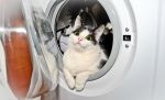 Περιποίηση και πλύσιμο (γάτες)