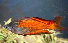 Ahren - Regenbopenfische