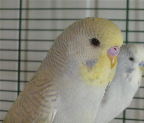 Αχώριστος lovebird με κεφάλι σε χρώμα καπνιάς - παπαγάλοι