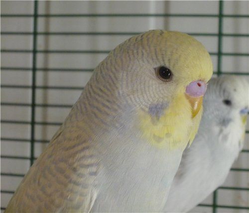 ????????? (lovebird) ?? ?????? ?? ????? ??????? (?????????)