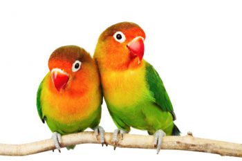 Αχώριστος lovebird με κεφάλι σε χρώμα ροδακινί - παπαγάλοι
