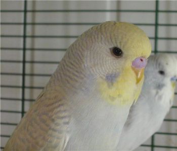 Αχώριστος (lovebird) με κεφάλι σε χρώμα καπνιάς (παπαγάλοι)