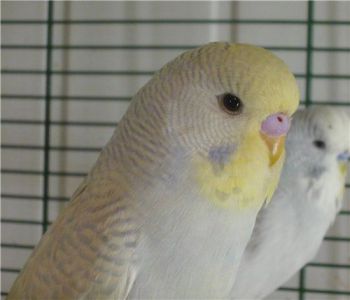 Αχώριστος lovebird με κεφάλι σε χρώμα καπνιάς - παπαγάλοι