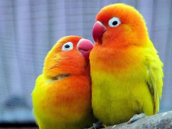 Παπαγάλοι - Αχώριστοι lovebirds