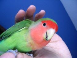 Αχώριστος lovebird με γκρίζο κεφάλι