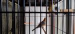 Φροντίδα πουλιών στο κλουβί