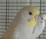 Αχώριστος lovebird με κεφάλι σε χρώμα καπνιάς - παπαγάλοι