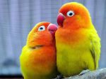 Παπαγάλοι - Αχώριστοι lovebirds