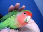 Αχώριστος lovebird με γκρίζο κεφάλι