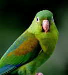 Παπαγαλάκι Τόρυ - Brotogeris jugularis